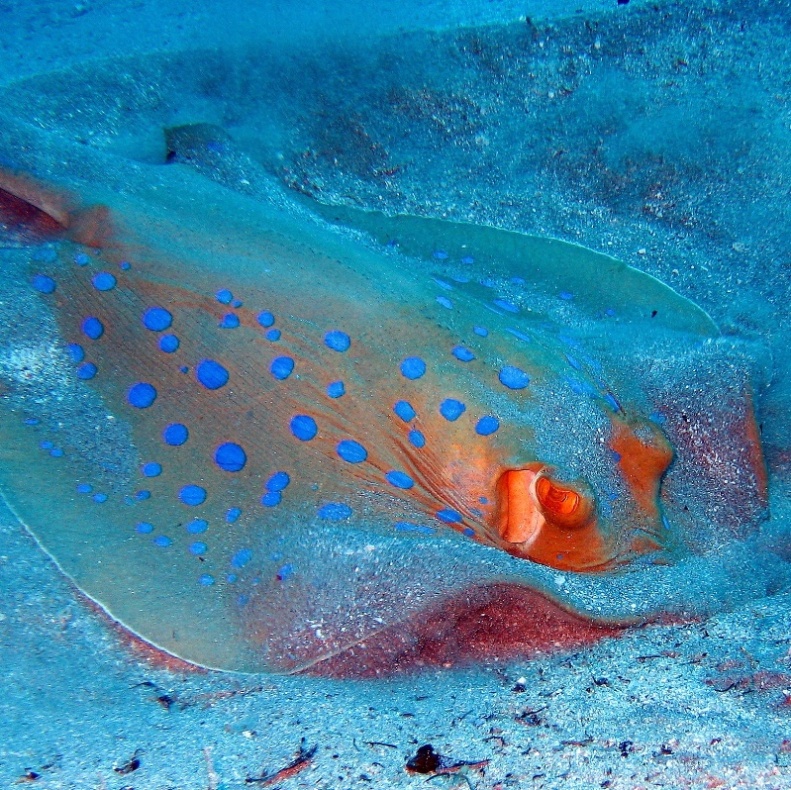 Красноморский синепятнистый скат.