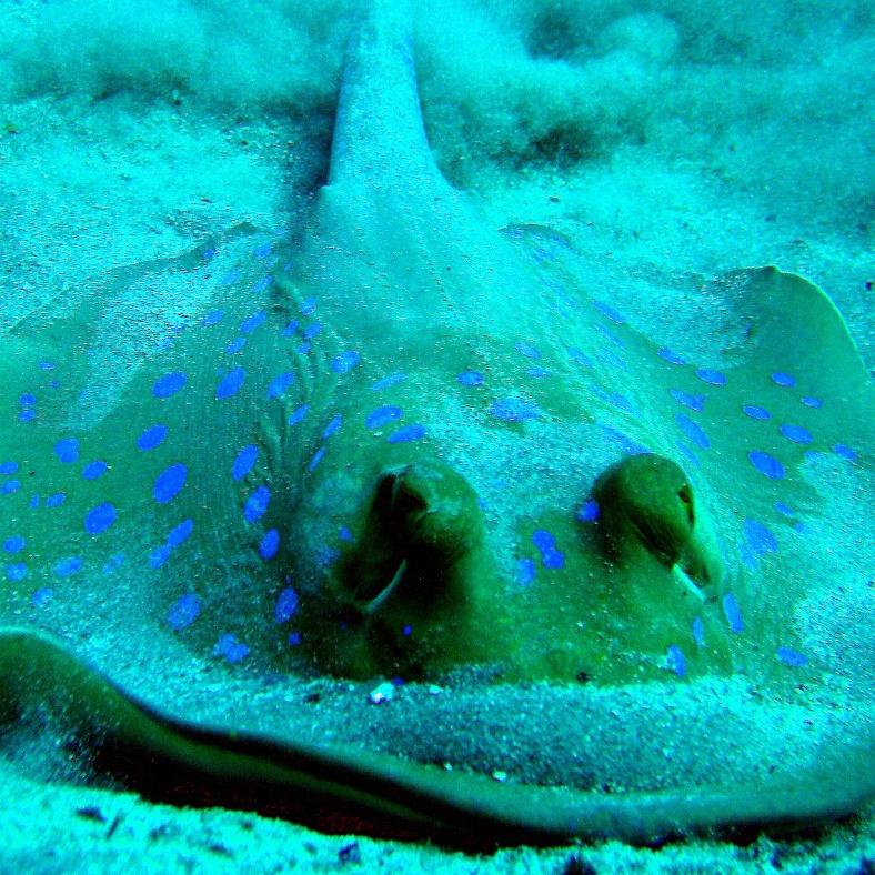 Сине-пятнистый скат-хвостокол