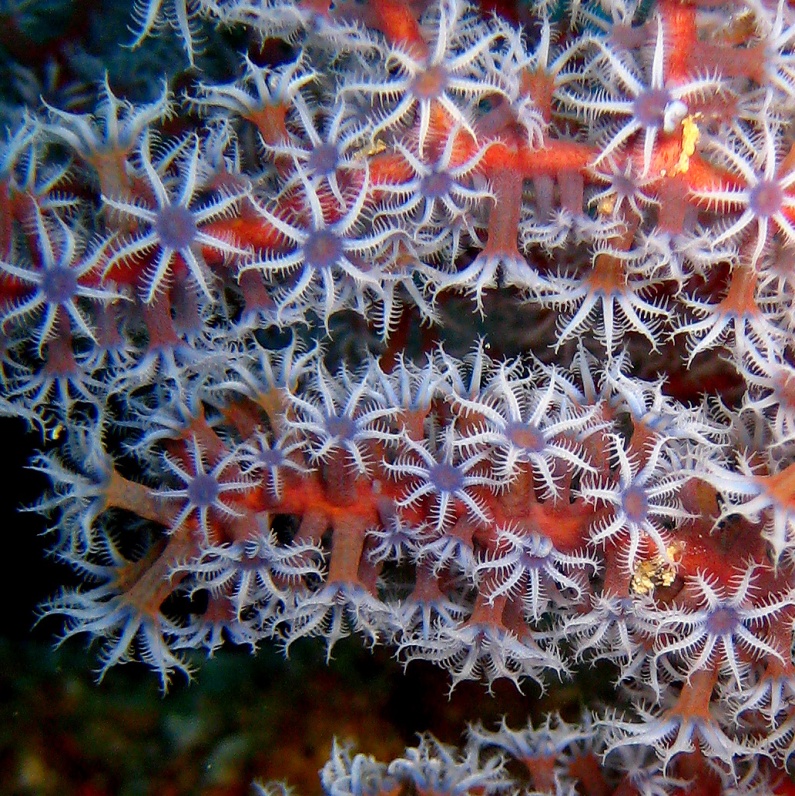 Горгонариевый мягкий коралл.