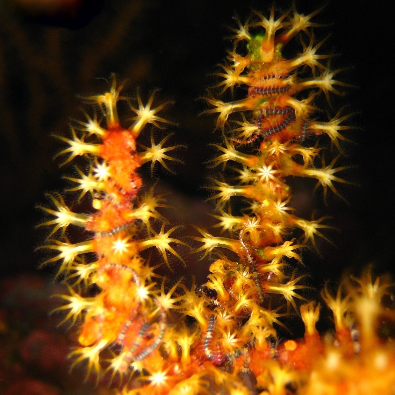 Горгонария с офиурками.