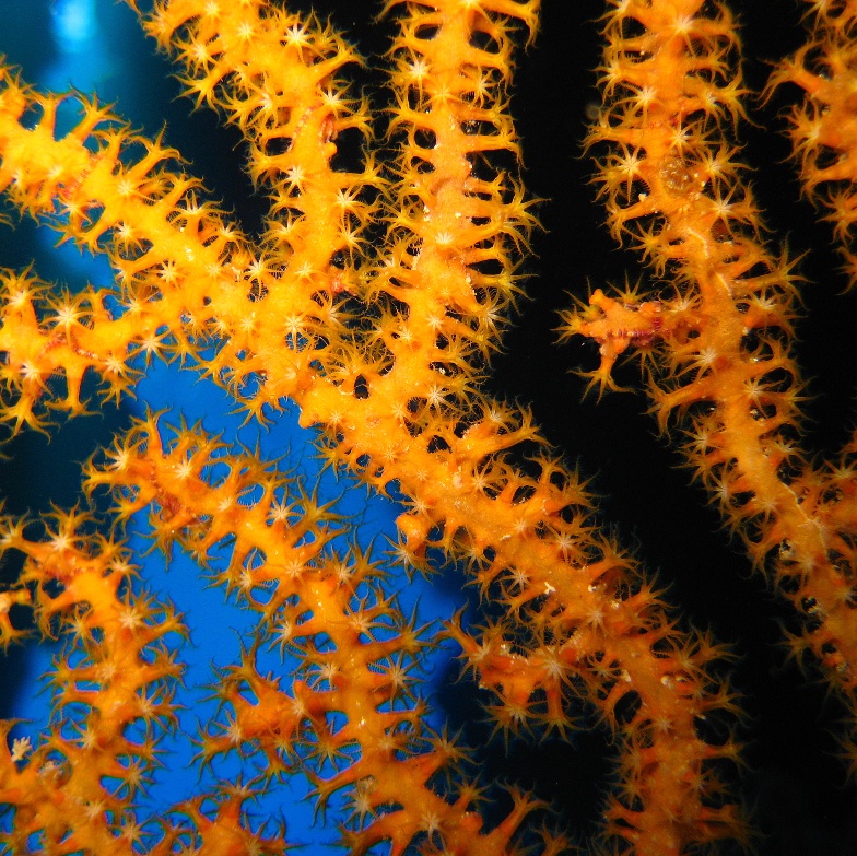 Горгонариевый мягкий коралл.