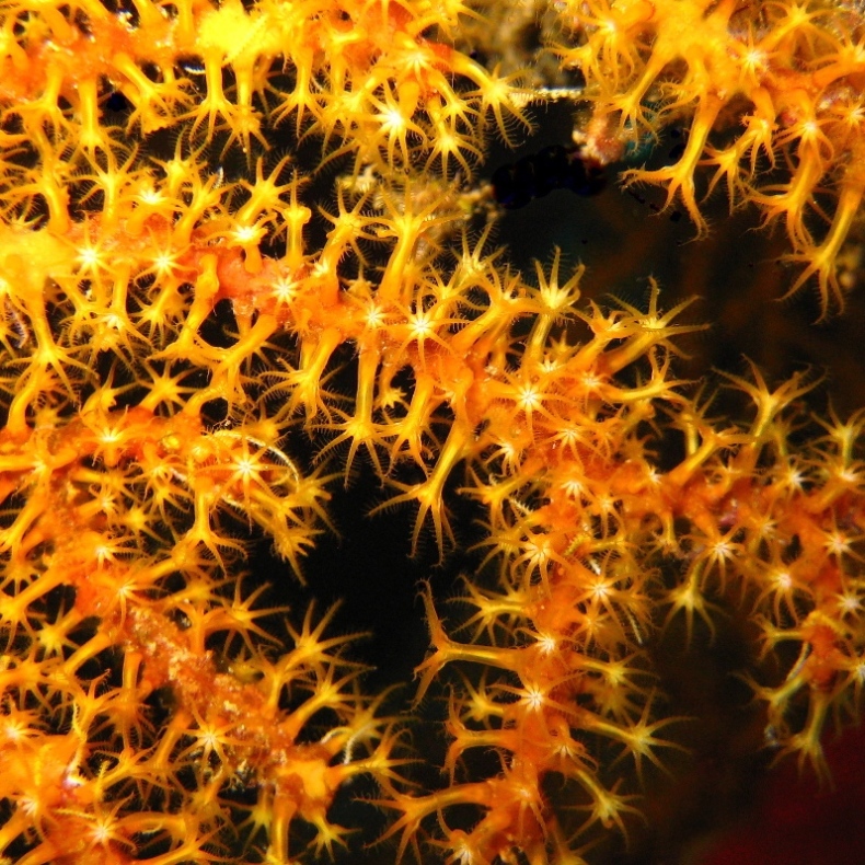 Горгонариевый мягкий коралл.