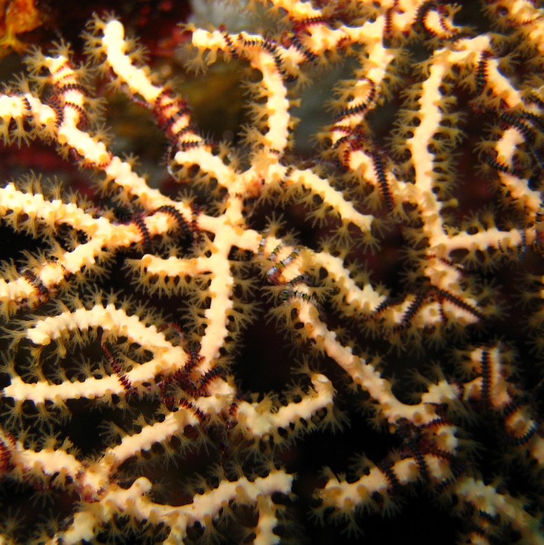 Горгонария с офиурками.