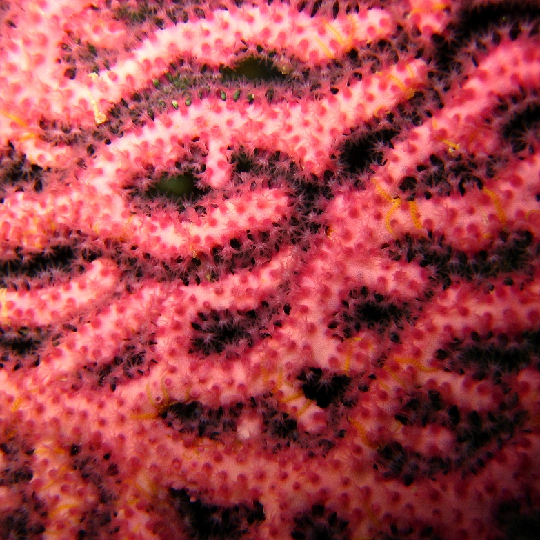 Горгонариевый мягкий коралл.