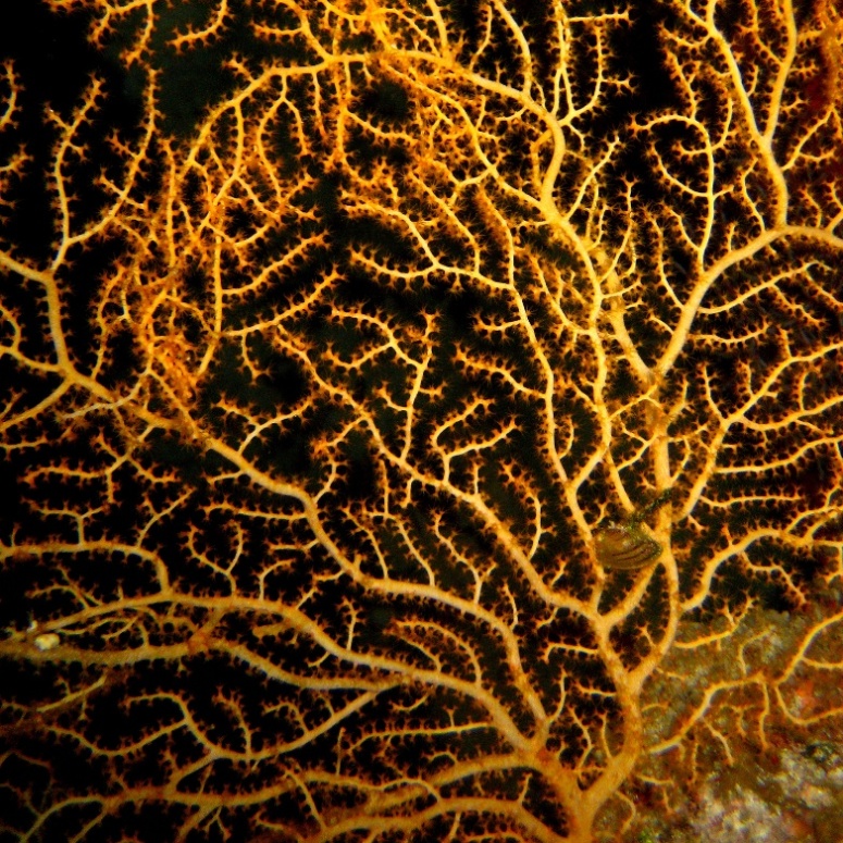 Горгонариевый мягкий коралл.