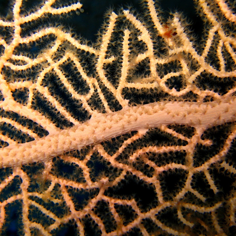 Горгонариевый мягкий коралл.