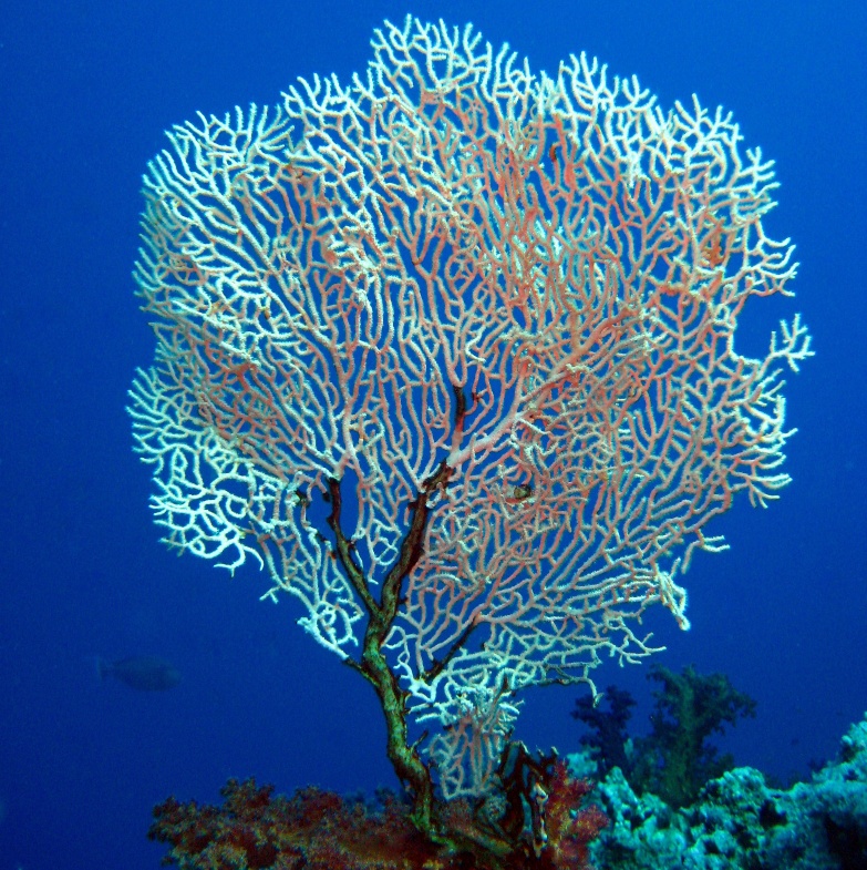 Горгонариевый мягкий коралл.