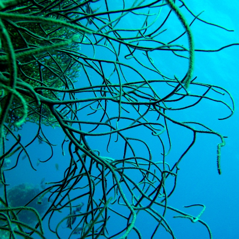 Горгонариевый мягкий коралл. Горгонариевый мягкий коралл.