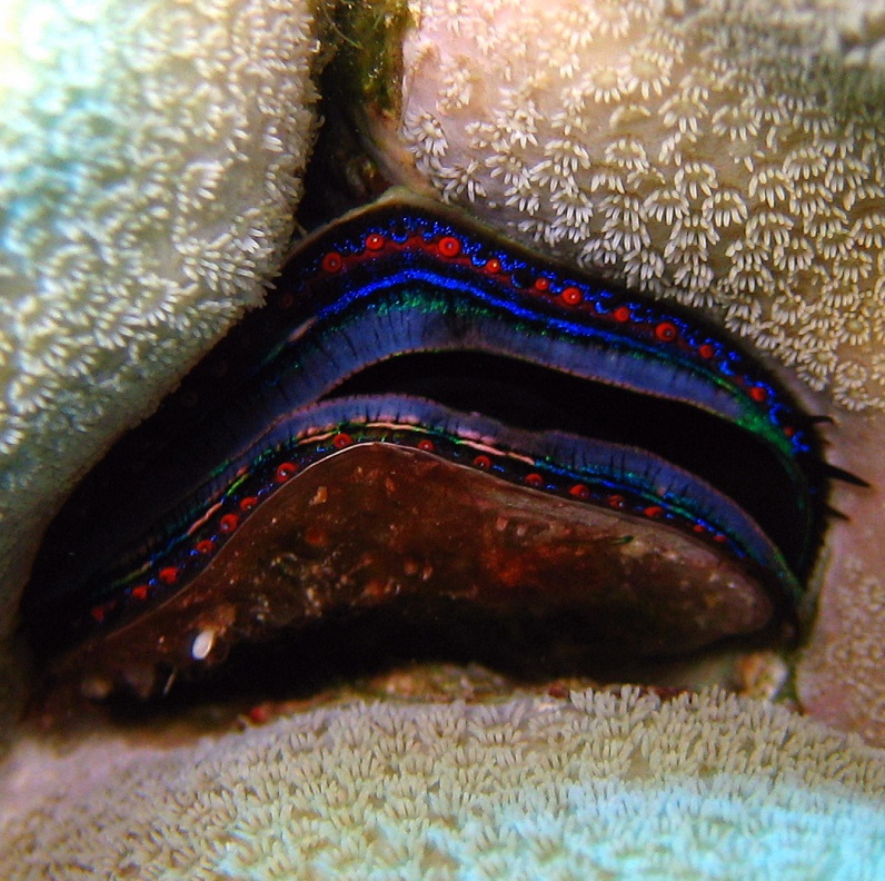 Коралловый гребешок. Коралловый гребешок.