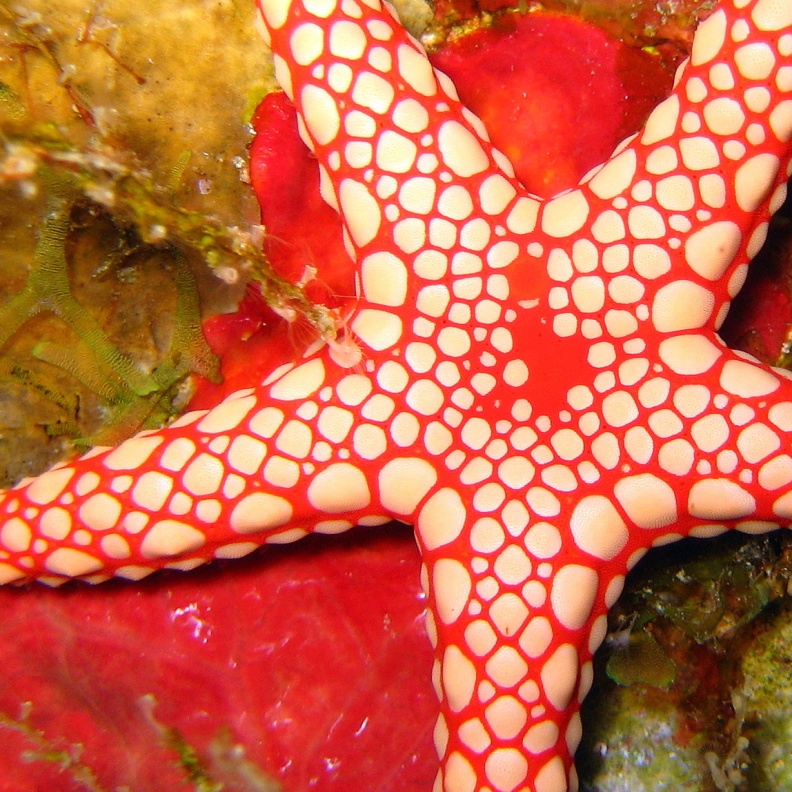 Морская звезда.