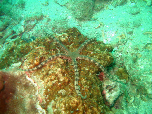 Вот такая звезда! А были и как диванные подушки! Вот такая звезда! А были и как диванные подушки!