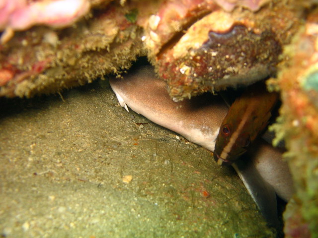 Акула побольше, но спряталась! Акула побольше, но спряталась!