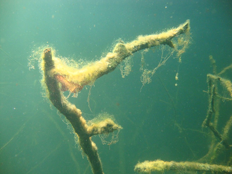 Ветка в луче света. Мраморный.15/08/10 Ветка в луче света. Мраморный.15/08/10