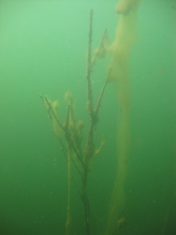 Одинокий "тополь". Мраморный.15/08/10 Одинокий "тополь". Мраморный.15/08/10