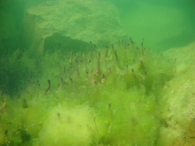 Зеленая лужайка под водой ))) Мраморный.15/08/10 Зеленая лужайка под водой ))) Мраморный.15/08/10