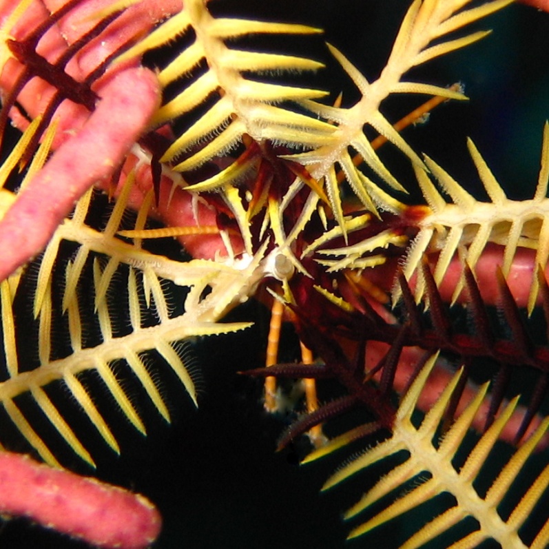 Десятилучевая морская лилия.