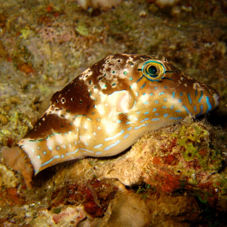 Коронованный иглобрюх (Canthigaster coronata).