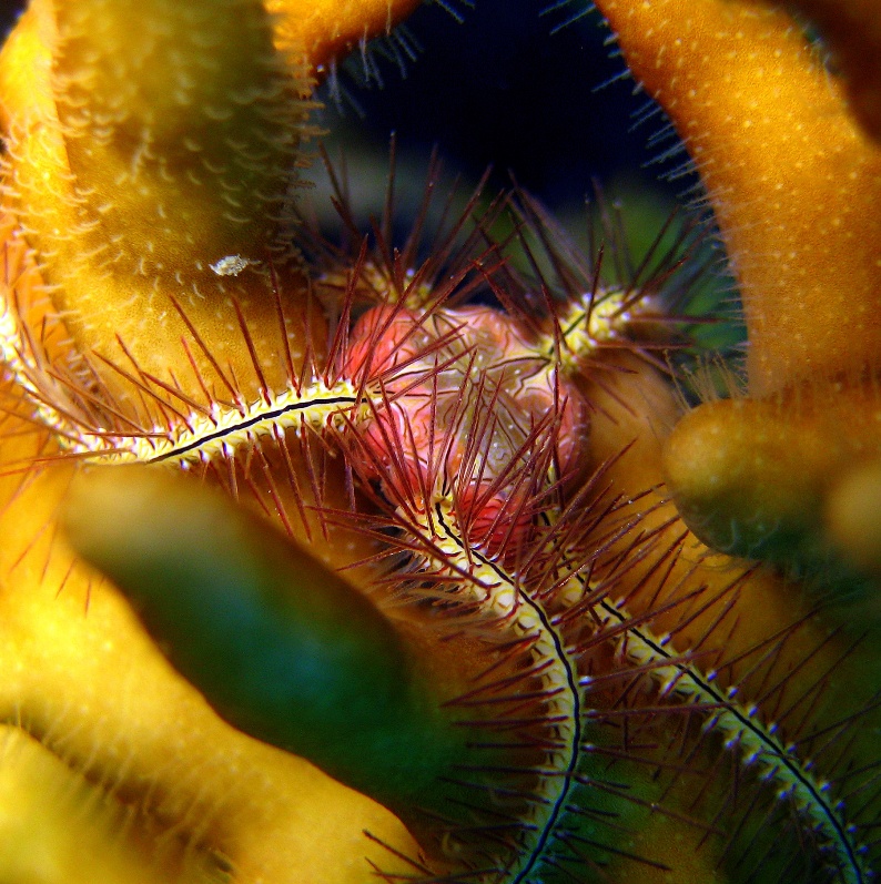 Офиура Офиотрикс Савиньи (Ophiothrix savignyi). Офиура Офиотрикс Савиньи (Ophiothrix savignyi).