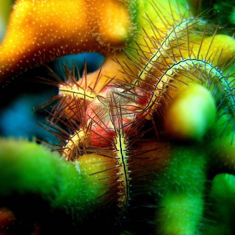 Офиура Офиотрикс Савиньи (Ophiothrix savignyi). Офиура Офиотрикс Савиньи (Ophiothrix savignyi).