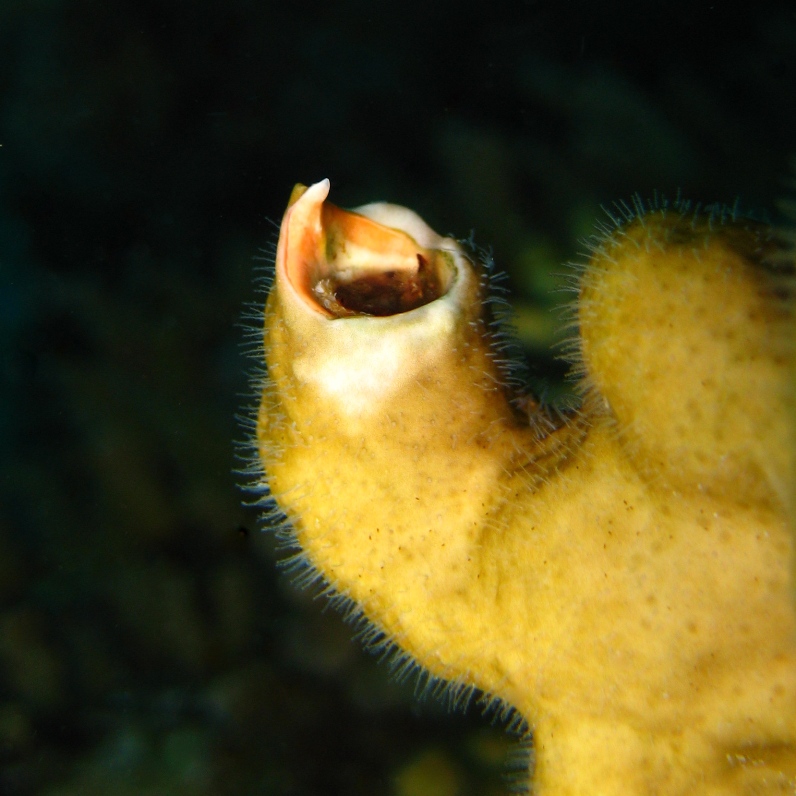Трубка червя Новогодняя ёлочка (Spirobranchus giganteus). Трубка червя Новогодняя ёлочка (Spirobranchus giganteus).