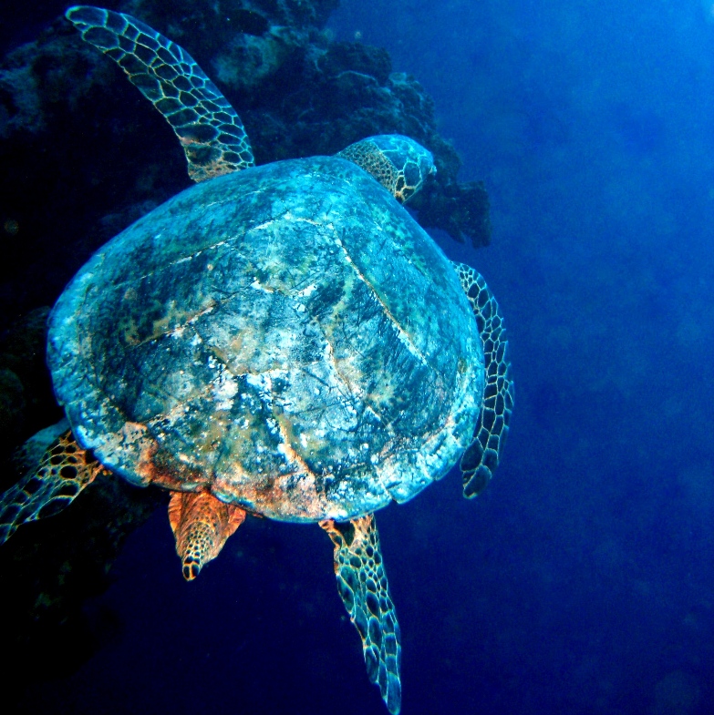 Морская черепаха Бисса. Морская черепаха Бисса.