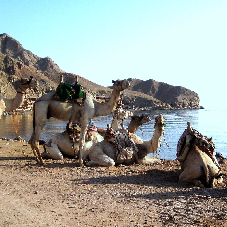 Дахаб однако.