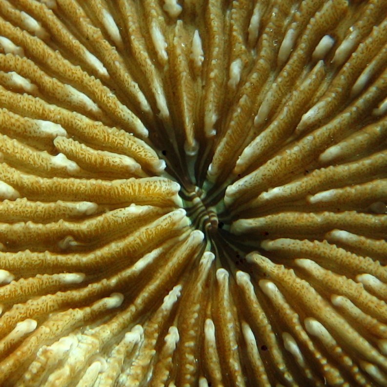 Острокраевая фунгия (Fungia scruposa). Острокраевая фунгия (Fungia scruposa).