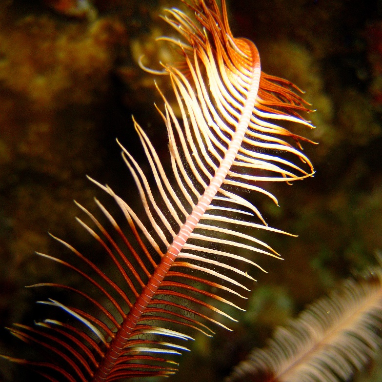 Стебель морской лилии. Стебель морской лилии.