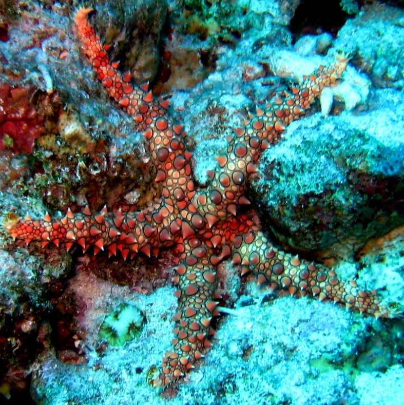 Морская звезда.