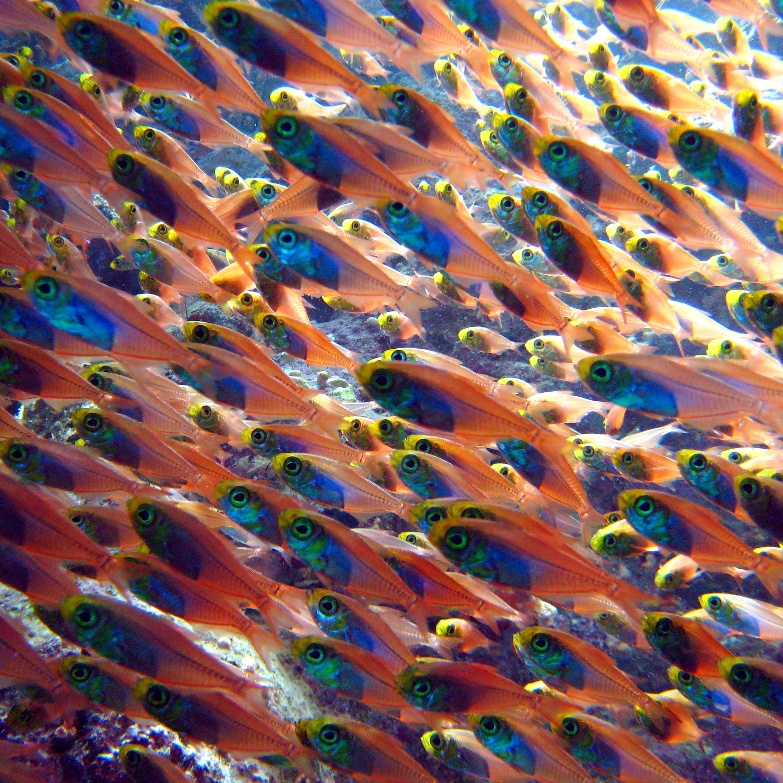 Стеклянная рыбка (Parapriacanthus ransonneti). Стеклянная рыбка (Parapriacanthus ransonneti).