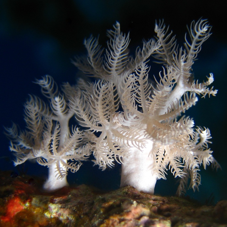 Восьмилучевый мягкий пульсирующий коралл Ксения (Heteroxenia fuscesens).