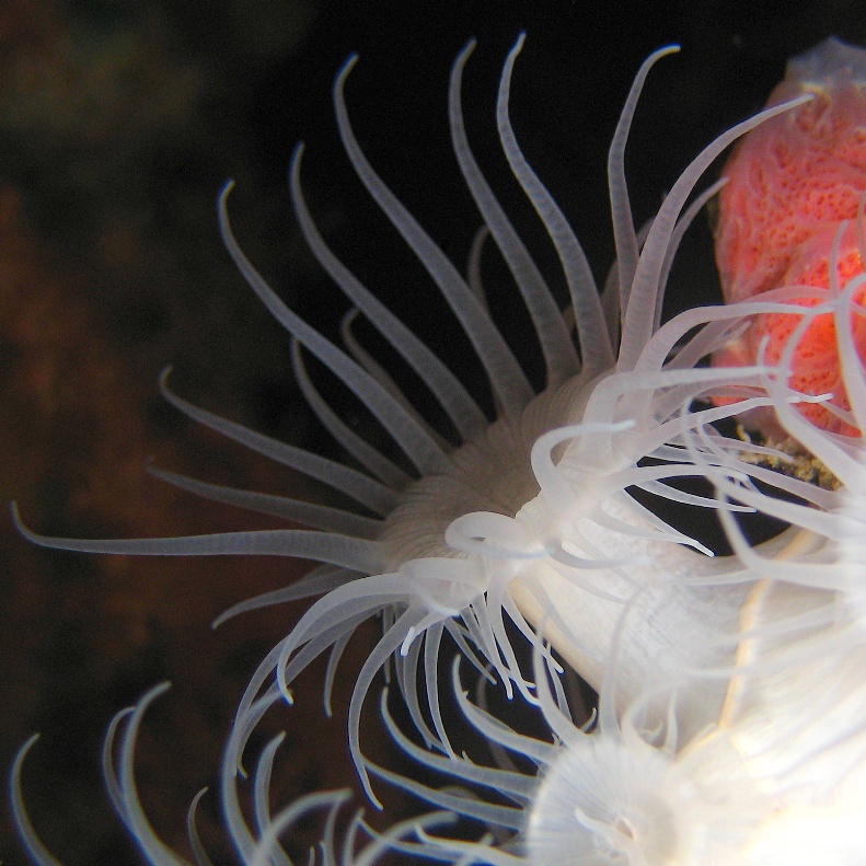 Актинии Горгоневая нашлепка (Nemanthus annamensis). Актинии Горгоневая нашлепка (Nemanthus annamensis).