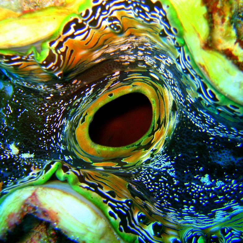 Двустворчатый моллюск Тридакна (Тridacna maxima). Двустворчатый моллюск Тридакна (Тridacna maxima).