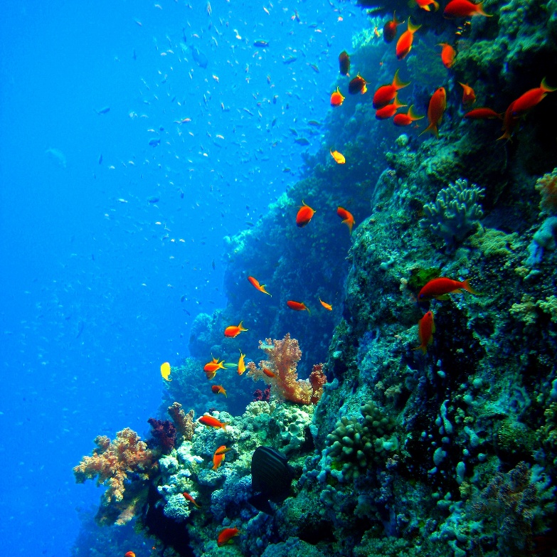 Shark риф. Заповедник Ras-Mohammed. Южный Синай. Shark риф. Заповедник Ras-Mohammed. Южный Синай.