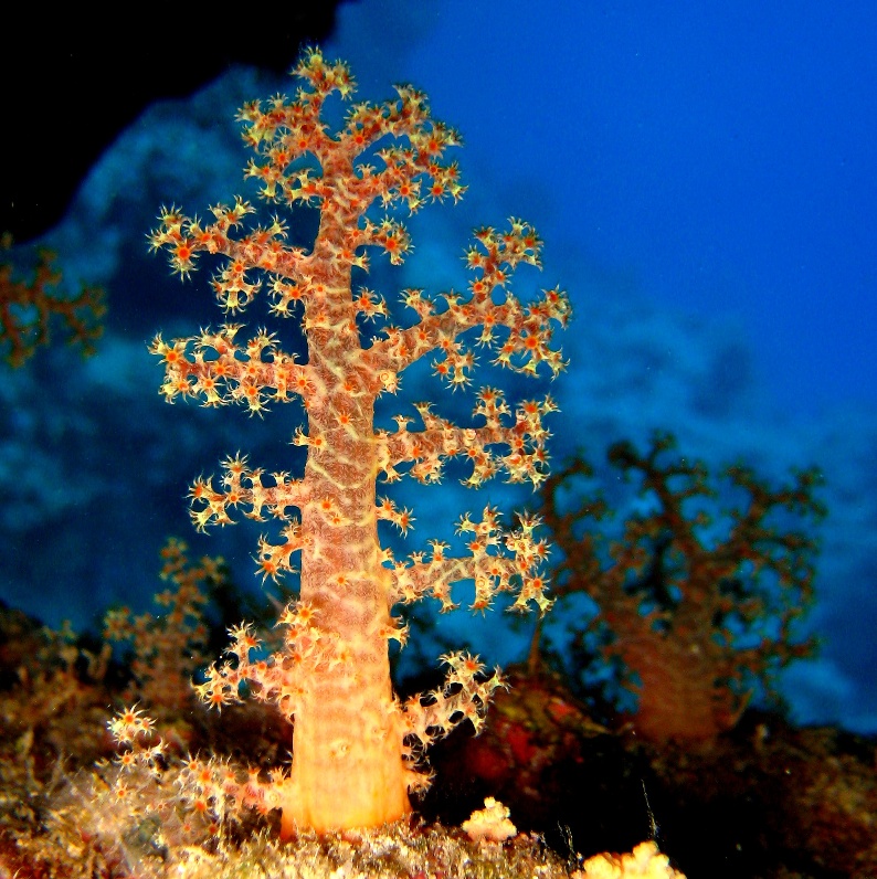 Альционария.