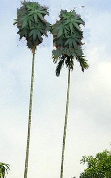 Пальмы Пальмы