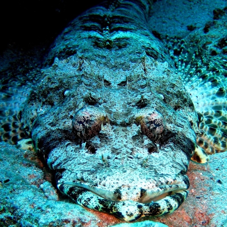 Рыба-крокодил.