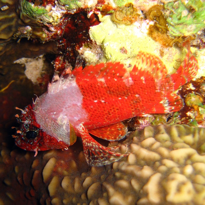 Короткоперая скорпена. Короткоперая скорпена.