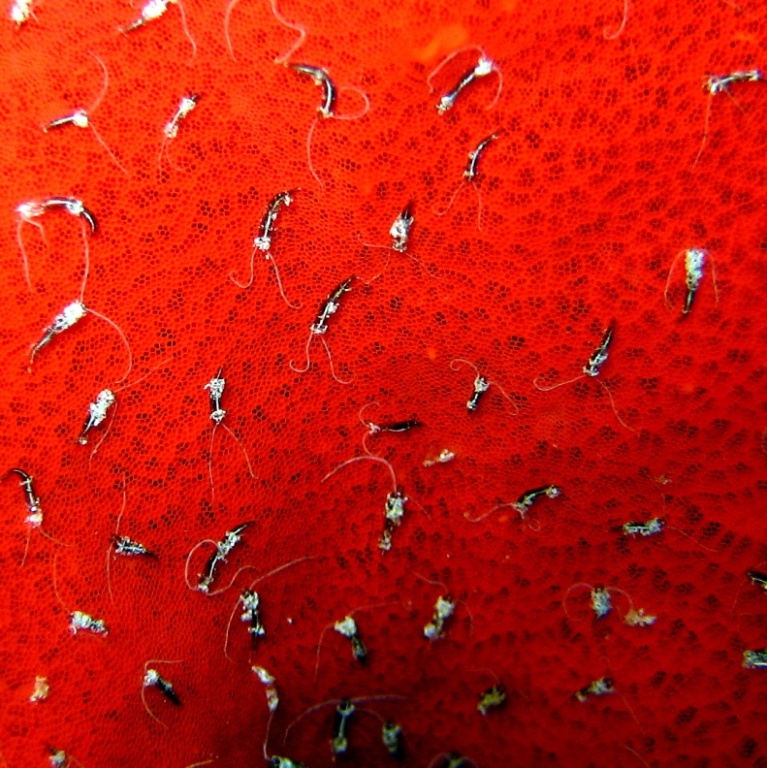 Полихеты на губке.