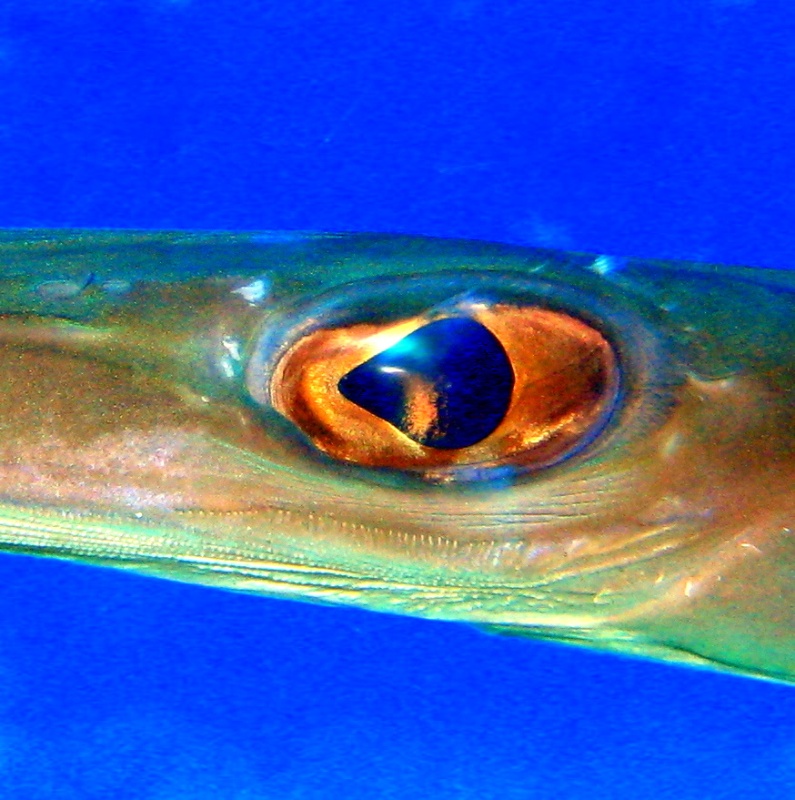 Рыба-флейта.