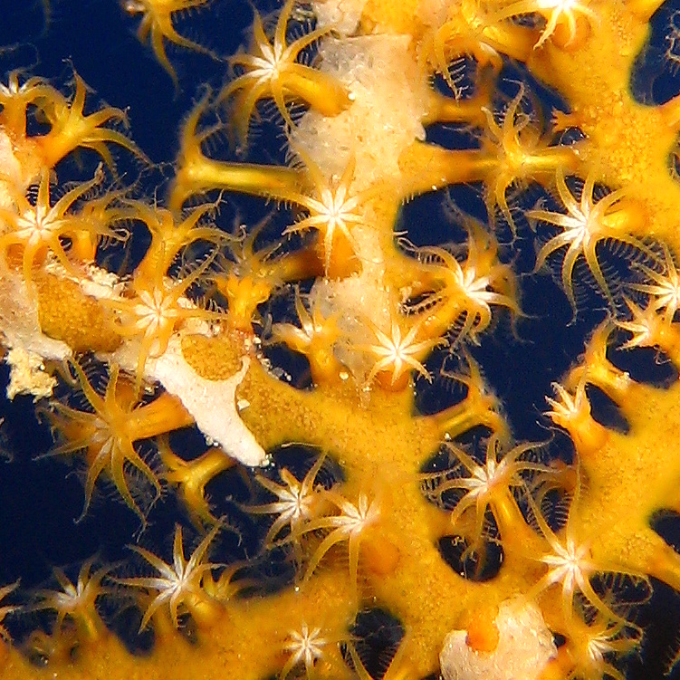 Горгонариевый мягкий коралл.