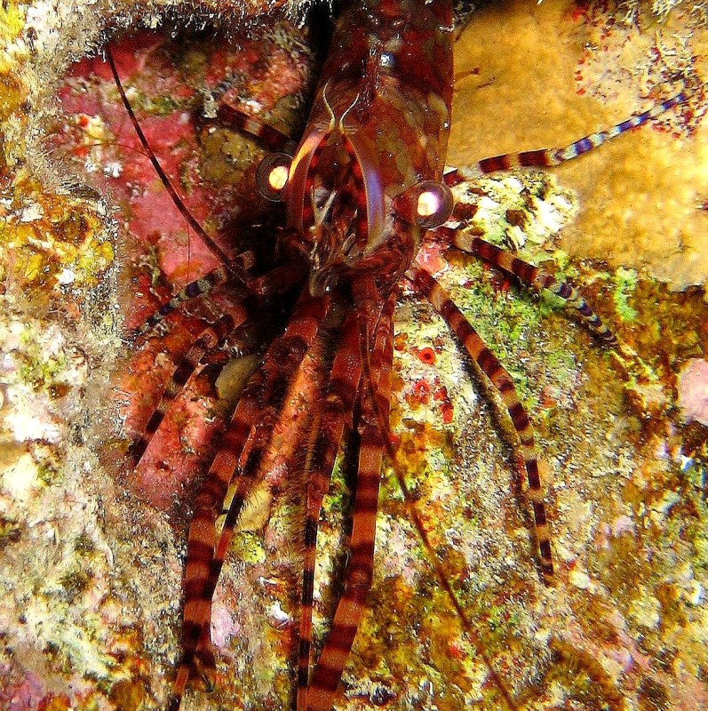 Танцующая Зеленоглазая Креветка.