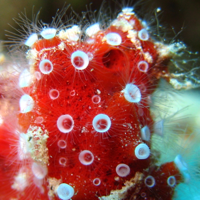 Личинки медуз на губке.