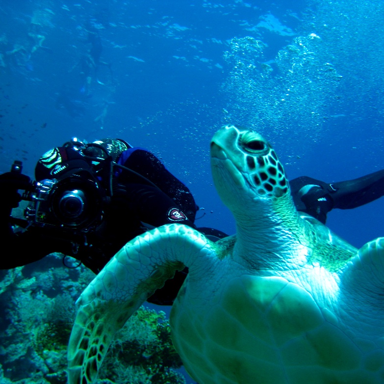 Морская черепаха Бисса. Морская черепаха Бисса.