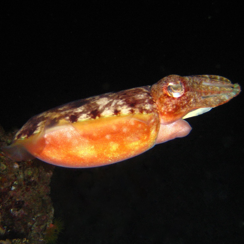 Каракатица.