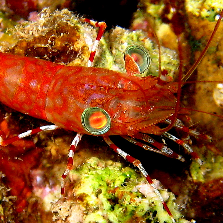 Танцующая Зеленоглазая Креветка. Танцующая Зеленоглазая Креветка.