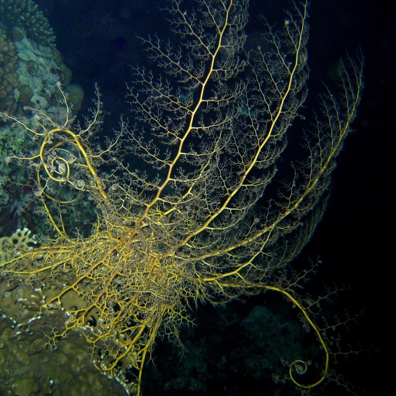 Офиура Горгоноцефал. Офиура Горгоноцефал.