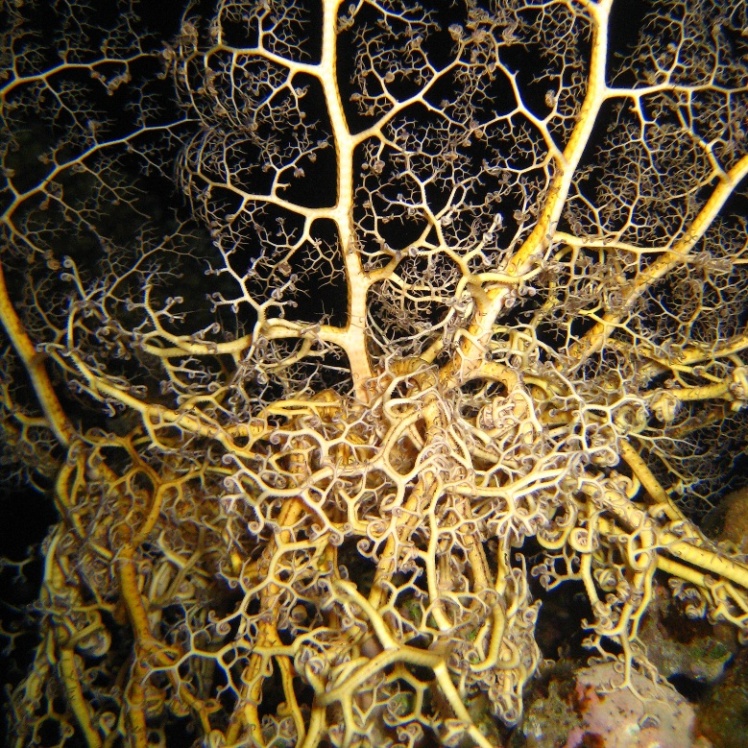 Офиура Горгоноцефал.