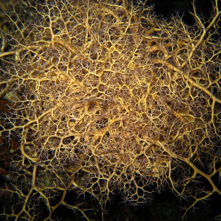 Офиура Горгоноцефал. Офиура Горгоноцефал.