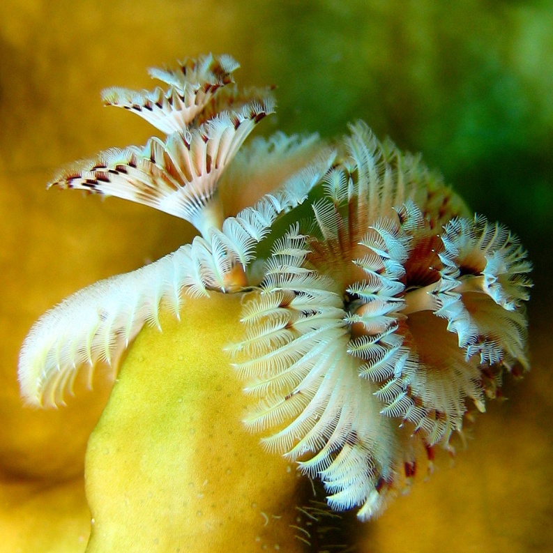 Морской трубчатый червь. Морской трубчатый червь.